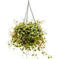 Peperomia 'Pepperspot', Ampel, im 15cm Topf, H�he 15cm, Breite 20cm