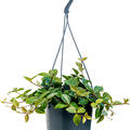 Peperomia angulata 'Rocca Scuro', Ampel, im 15cm Topf, H�he 25cm, Breite 20cm