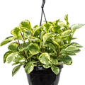 Peperomia obtusifolia 'Golden Gate', Ampel, im 20cm Topf, H�he 50cm, Breite 30cm