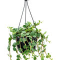 Peperomia tetraphylla 'Hope', Ampel, im 20cm Topf, H�he 35cm, Breite 25cm