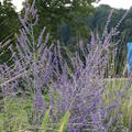 Perovskia atriplicifolia 'Blue Spire' 