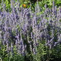 Perovskia atriplicifolia 'Lacey Blue' (S)