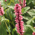 Kn�terich, Polygonum, Persicaria amplexicaulis Harlequin bistorta