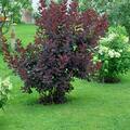 Per�ckenstrauch 'Winecraft black', Cotinus coggygria 'Winecraft black'