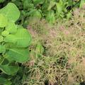Cotinus coggygria Young Lady Per�ckenstrauch