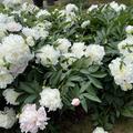Paeonia x lactiflora 'Duchesse de Nemours', Pfingstrose
