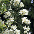 Bauernjasmin - Belle Etoile