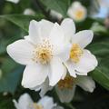 Philadelphus coronarius Europ�ischer Pfeifenstrauch