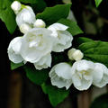 Philadelphus 'Virginal', Gartenjasmin, Hinrichs, XXL Pflanze