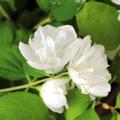 Pfeifenstrauch, Gef�llter Zwerg-Gartenjasmin, Bauernjasmin, Falscher Jasmin 'Little White Love'�