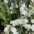 Philadelphus coronarius 'Little White Love', Gef�llter Zwerg-Gartenjasmin 'Snowdwarf', Philadelphus coronarius  'Little White Love'�