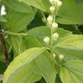 Philadelphus coronarius, Bl�tenknospen