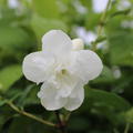 Bauernjasmin