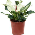 Philodendron 'Birkin', im 19cm Topf, H�he 45cm, Breite 40cm