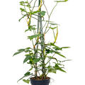 Philodendron 'Dragon', Piramide, im 24cm Topf, H�he 120cm, Breite 50cm
