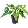 Philodendron 'Dragon Variegata', Busch, im 24cm Topf, H�he 50cm, Breite 35cm