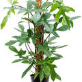 Philodendron 'Florida Beauty', Moosstab 100, im 21cm Topf, H�he 90cm, Breite 35cm