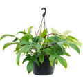 Philodendron 'Florida Green', Ampel, im 28cm Topf, H�he 45cm, Breite 45cm