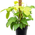 Philodendron 'Golden Violin', Moosstab 80, im 21cm Topf, H�he 70cm, Breite 60cm