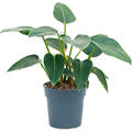 Philodendron 'Green Congo', Busch, im 27cm Topf, H�he 65cm, Breite 30cm