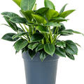 Philodendron 'Green Princess', Busch, im 27cm Topf, H�he 70cm, Breite 50cm