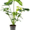 Philodendron 'Green Wonder', Busch, im 24cm Topf, H�he 100cm, Breite 65cm