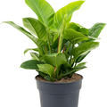 Philodendron 'Imperial Green', Busch, im 27cm Topf, H�he 70cm, Breite 80cm