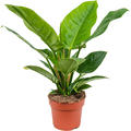 Philodendron 'Imperial Green', im 19cm Topf, H�he 45cm, Breite 40cm