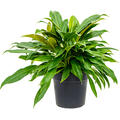 Philodendron 'Little Phil', Busch, im 24cm Topf, H�he 55cm, Breite 50cm