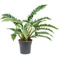 Philodendron 'Narrow', Busch, im 27cm Topf, H�he 80cm, Breite 80cm