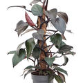 Philodendron 'New Red', Moosstab 60, im 17cm Topf, H�he 60cm, Breite 40cm