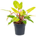 Philodendron 'Painted Lady', Busch, im 24cm Topf, H�he 55cm, Breite 45cm