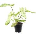 Philodendron 'Paraiso Verde', im 19cm Topf, H�he 45cm, Breite 45cm