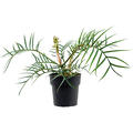 Philodendron 'Polypodioides Tortum', Busch, im 19cm Topf, H�he 45cm, Breite 65cm