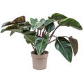 Philodendron 'Red Beauty', Busch, im 27cm Topf, H�he 90cm, Breite 90cm