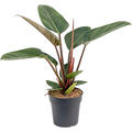 Philodendron 'Red Congo', Busch, im 19cm Topf, H�he 45cm, Breite 25cm