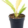 Philodendron 'Ring Of Fire Variegatum', Busch, im 15cm Topf, H�he 45cm, Breite 30cm