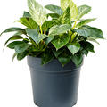 Philodendron 'White Wave', Busch, im 27cm Topf, H�he 50cm, Breite 35cm