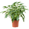 Philodendron 'Xanadu' (70-80), Busch, im 27cm Topf, H�he 75cm, Breite 70cm