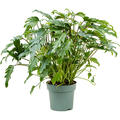 Philodendron 'Xanadu', Busch, im 24cm Topf, H�he 75cm, Breite 70cm