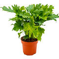 Philodendron bipinnatifidum 'Little hope', Busch, im 21cm Topf, H�he 65cm, Breite 45cm