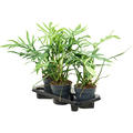 Philodendron elegans, im 17cm Topf, H�he 50cm, Breite 30cm