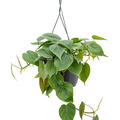 Philodendron scandens, Ampel, im 17cm Topf, H�he 40cm, Breite 30cm