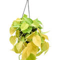 Philodendron scandens 'Lemon Lime', Ampel, im 17cm Topf, H�he 30cm, Breite 25cm