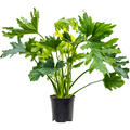 Philodendron selloum, Busch, im 19cm Topf, H�he 85cm, Breite 70cm