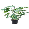 Philodendron stenolobum, Ranker, im 28cm Topf, H�he 30cm, Breite 35cm