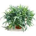 Phlebodium aurem 'Blue Star', Blau, im 26cm Topf, H�he 60cm, Breite 60cm