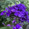 Phlox 'Blue Paradise', Phlox paniculata 'Blue Paradise'