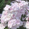Phlox paniculata 'Monica Lynden Bell', Flammenblume