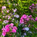 Phlox amplifolia (paniculata) 'Winnetou', Phlox amplifolia (paniculata) 'Winnetou'